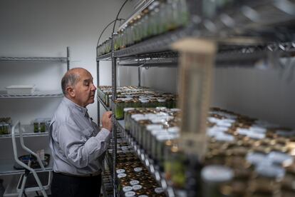 Carlos Uribe, en su laboratorio de orquídeas, en su finca.