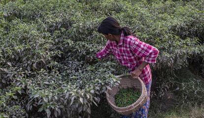 Una mujer recoge chiles en Myanmar.