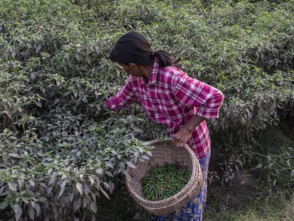 Una mujer recoge chiles en Myanmar.