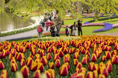 Hay que planear bien la visita a este jardín, pues solo abre un breve período entre marzo y mayo. Se centra en el esplendor de la primavera, expresado mediante el cuidado diseño de la plantación de bulbos. El jardín mide 32 hectáreas y alberga esculturas, un lago, bosques, 4,5 millones de tulipanes y un carillón. Se trata de un gran espectáculo típicamente holandés, maravillosamente kitsch y colorista. Además de tulipanes, también hay narcisos y jacintos, así como campánulas que se suelen plantar en ondulantes arriates entre hileras de otras flores para que simulen arroyos. Tras el largo invierno, este lugar resulta tonificante. El modo más fácil de llegar a Lisse es desde Ámsterdam. <a href="https://keukenhof.nl/nl/" target="_blank">keukenhof.nl</a>