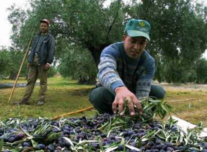 Dos inmigrantes trabajan en un olivar de Jaén durante la pasada campaña.