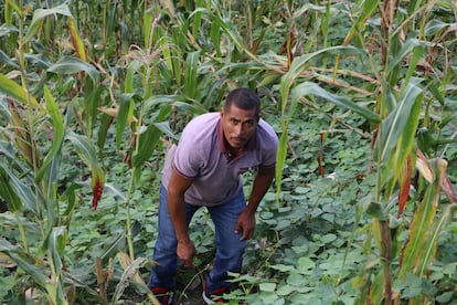 Rancisco Rodríguez, working on his land in the Tolupan Indigenous community, in Yoro, Honduras. 