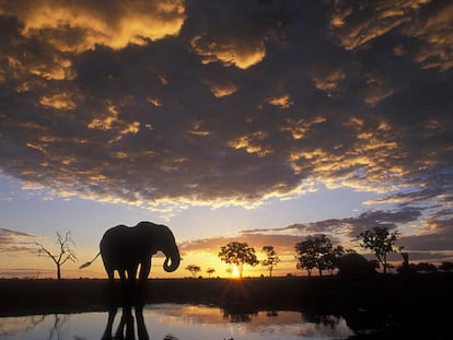 Cosas que hacer en Botswana, sin necesidad de matar elefantes