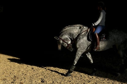 Un caballo pura sangre durante una exhibición del Salón Internacional del Caballo de Pura Raza Española, celebrado en Sevilla.