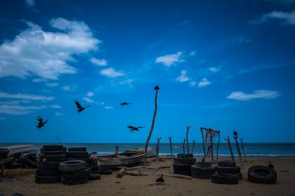 Aves vuelan con la brisa de la playa en Manaure, en La Guajira (Colombia), el 2 de marzo. El viento de La Guajira apunta a convertirla en la despensa energética de Colombia, pues acogerá 16 proyectos eólicos, los cuales se espera que distribuyan un buen porcentaje de energía al país.