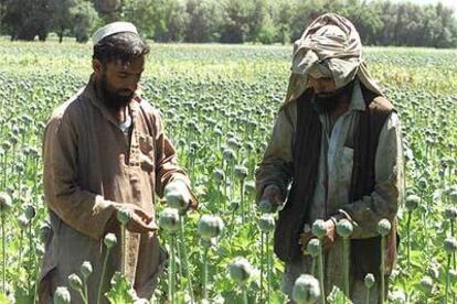 Campesinos afganos, en cultivos de amapola de opio.