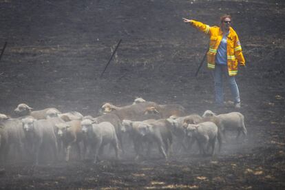 Una mujer junto a un rebaño de ovejas cerca de Bookham, Australia. Se estima que 10.000 ovejas han muerto en los incendios forestales alrededor de Nueva Gales del Sur.