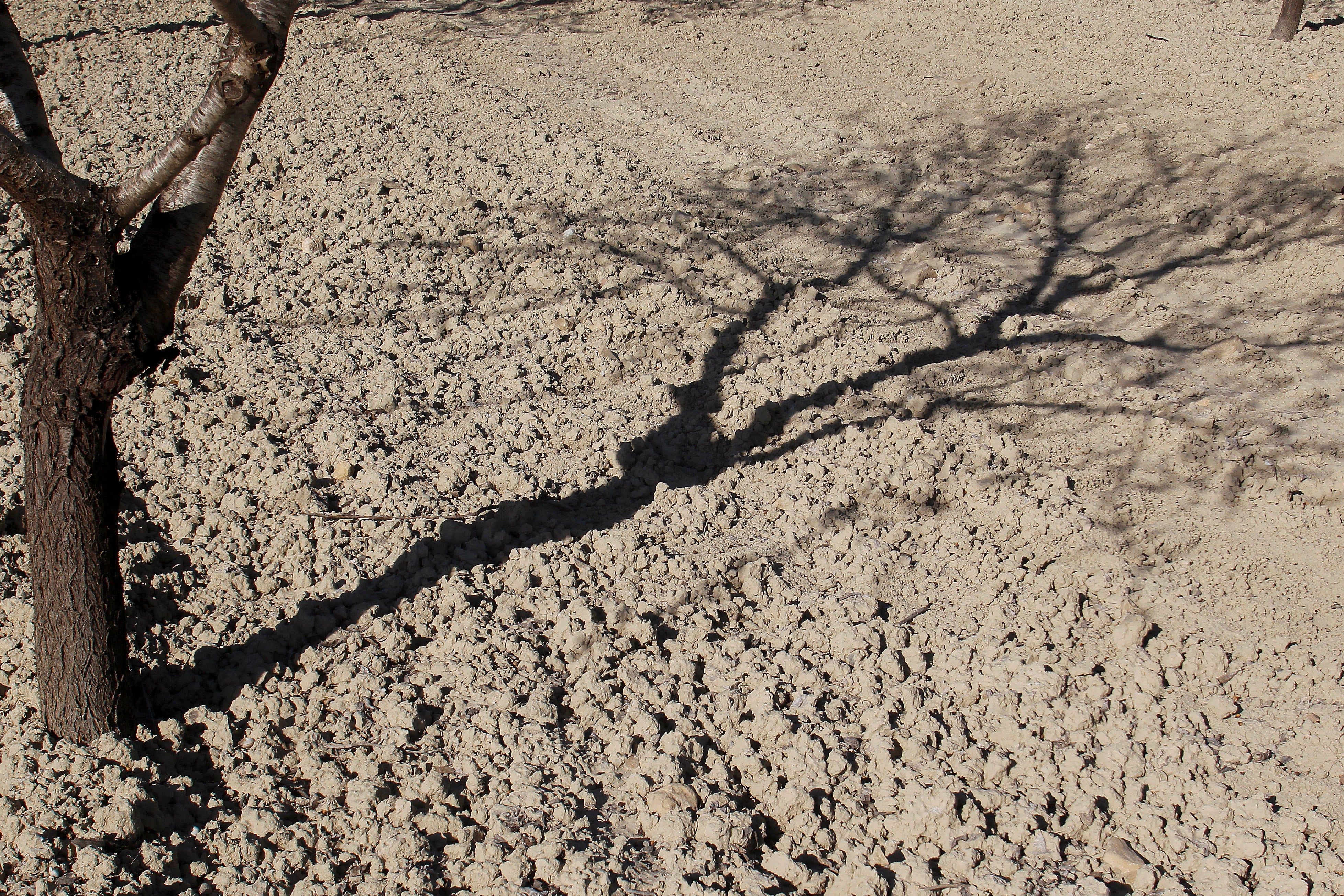 Detalle de la sombra de un almendro en el sur de la Comunitat Valenciana, durante la sequía de 2023.