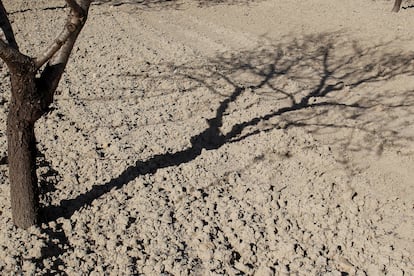 Un almendro en tierra reseca plantado en Orihuela (Alicante).