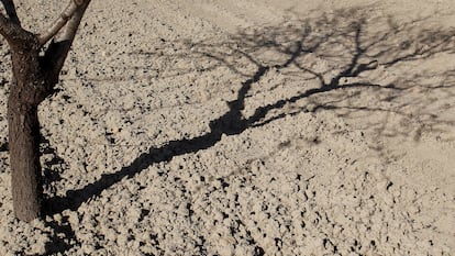 Un almendro sobre el suelo reseco en Orihuela, Alicante, en abril del año pasado.