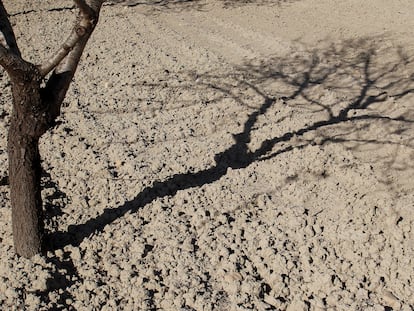 Sombra de un almendro sobre el suelo reseco de un campo en Orihuela (Alicante).