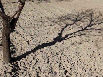 Un almendro en tierra reseca plantado en Orihuela (Alicante).