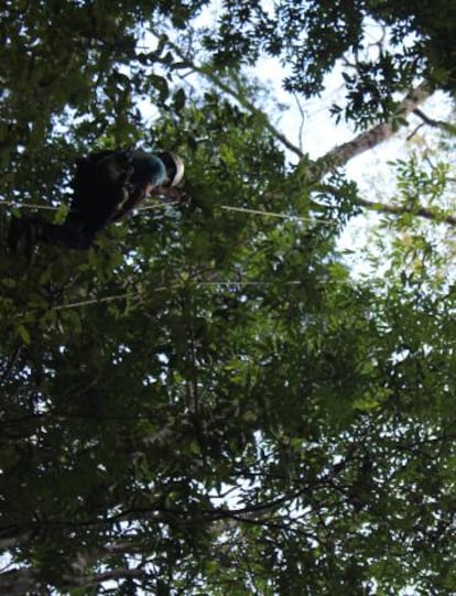 En lo alto de un gigante de la Amazonia.