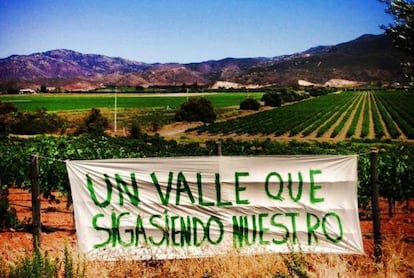 Vista de un viñedo en el Valle de Guadalupe.