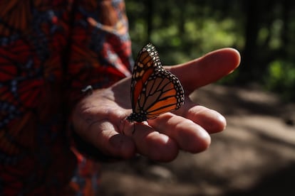 Jun Gomez Gonzlez, hermano de Homero, sostiene una de las mariposas monarcas del santuario.