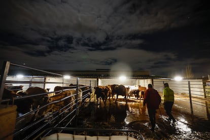 Ganaderos de Rivas trasladan el ganado este martes ante la amenaza de inundaciones tras la apertura de compuertas.