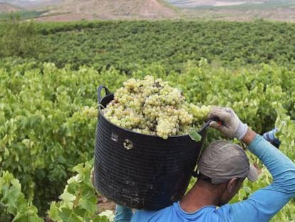En algunas zonas la producci&oacute;n de uva puede reducirse un 66%.