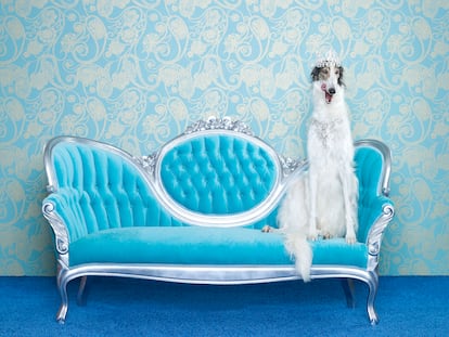 Colorido, clasicismo, papel de pared, moqueta y un perro: los intentos de imitar lo que queda bien en las redes sociales de un decorador crean, en ocasiones, desastres visuales.