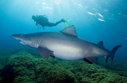 Encuentro con un tiburón toro bacota.