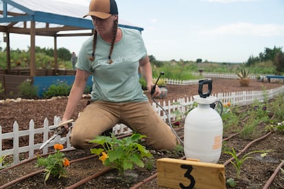 Mujer podando y abonando planta de Flor de Cempasúchil.