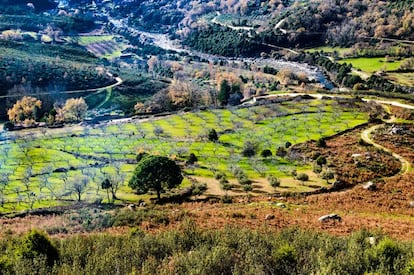 Viñedos en la sierra de Gredos.