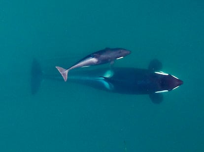 Killer whale swimming with her calf