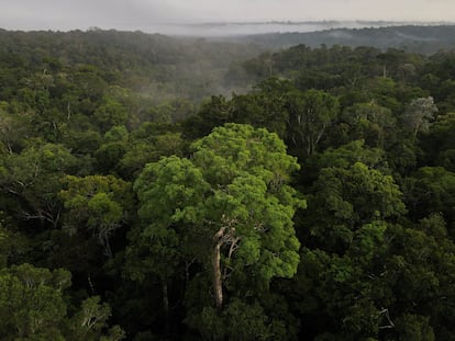 Vista aérea de la selva amazónica en Manaos, estado de Amazonas, Brasil.