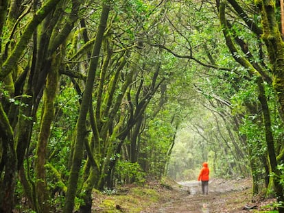 Siete bosques españoles para sentir la primavera