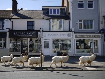 Un grupo de cabras montesas deambula por las calles de Llandudno, en Gales.