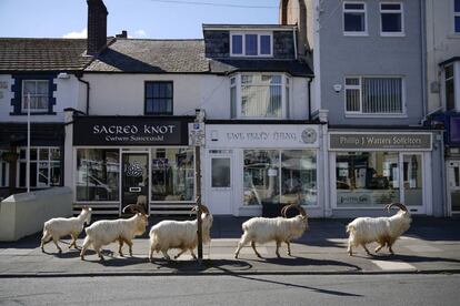 Un grupo de cabras montesas deambula por las calles de Llandudno, en Gales.