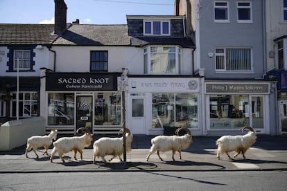 Um grupo de cabras montesas anda pelas ruas de Llandudno, em Gales.