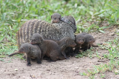 Cachorros de mangosta se reúnen en torno a un adulto del grupo (con collar GPS)