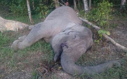 El cadáver del elefante Yongki en un paraje de la isla de Sumatra.