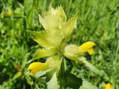 La planta Rhinanthus alectorolophus.