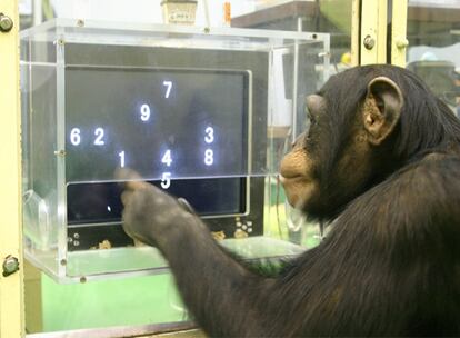 Los chimpancés también desarrollan actividades artísticas.