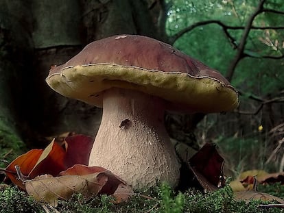 800px-Boletus_edulis_(Tillegem)