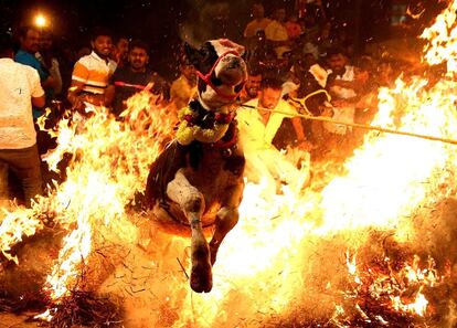 Un hombre lanza a una vaca a una hoguera, durante la celebración del festival Pongal, el 15 de enero, en Bangalore (India).