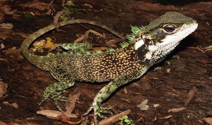 'Enyalioides sophiarothschildae', uno de los lagartos descubiertos.