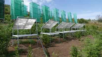 Uno de los nuevos colectores de niebla basados en el pino canario incluidos en el proyecto Life Nieblas en Gran Canaria.