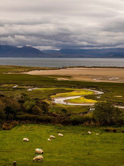 In County Mayo, Ireland, sheep graze next to the beach. But even in this idyllic corner of Europe, far from the frontlines, the war in Ukraine has had an impact.