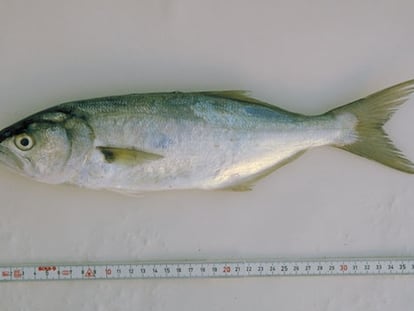 Un pez golfar.