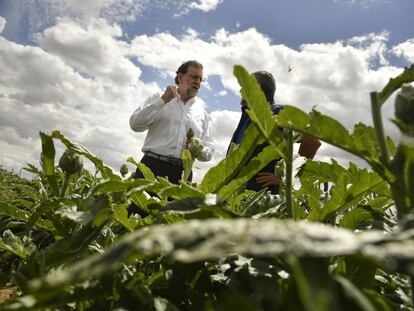 Mariano Rajoy visita un campo de alcachofas durante la campaña. 