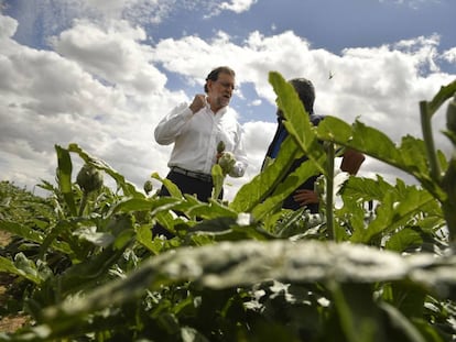 Mariano Rajoy visita un campo de alcachofas durante la campaña.