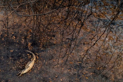 Um jacaré morto por causa de incêndio próximo à rodovia Transpantaneira.