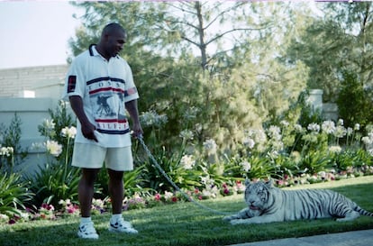 Mike Tyson y sus tigres. Mike Tyson, conocido por haber tenido varios tigres a lo largo de los años, tenía como favorito un tigre de Bengala blanco llamado Kenya, que tuvo durante más de 16 años. Tyson explicó en una entrevista a la revista 'GQ' que Kenya pesaba 250 kilos, vivía ens u casa e incluso dormía en su habitación con él. También contó que le arrancó el brazo a una vecina que un día visitó su jardín inesperadamente. Tyson acabó dándole a la mujer 250.000 dólares y después contó que lamentaba tener un tigre viviendo en su casa después de todo. Hoy el boxeador colecciona palomas.