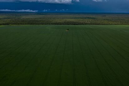 Un campo de soja avanza sobre la reserva indígena Pimentel Barbosa en Canarana, Mato Grosso. Ripá es una de las 18 comunidades dentro de una reserva de 330.000 hectáreas en uno de los Estados que, históricamente, ha ido perdiendo biodiversidad por la expansión de la agricultura de productos básicos. Hace casi 15 años se crearon redes de semillas nativas con el fin de crear una red de seguridad para las especies de fauna en peligro de extinción y para vigilar el territorio. Mientras el escenario político actual fomenta la desregulación de la tierra, la extracción de recursos y el conflicto, el protagonismo de las redes de semillas y el papel de las mujeres se hace más importante a lo largo de su trabajo y conocimiento como expertas recolectoras sirve para abastecer un mercado de regeneración creciente.  