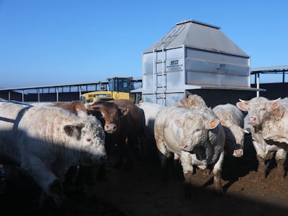 Vacas en una granja de Menasalbas (Toledo)