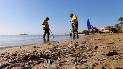 Retirada de peces muertos en playas del mar Menor, en Murcia, el pasado mes de enero.