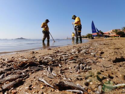 Retirada de peces muertos en playas del mar Menor, en Murcia, el pasado mes de enero.