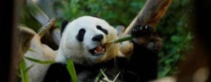 El panda gigante Xiao Liwu, en 2019 en el zoo de San Diego, California (EE UU), antes de ser repatriado a China.